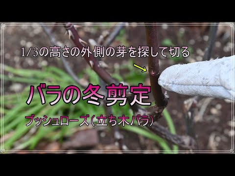 園芸 フレンチローズブッシュ