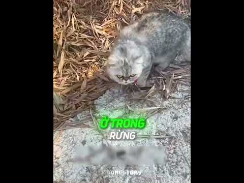 Con mèo này đã nhận được MỘT BẤT NGỜ từ vòng cổ NAM CHÂM 😂❤️ #shorts