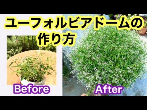 園芸 ユーフォルビア ブラックバード