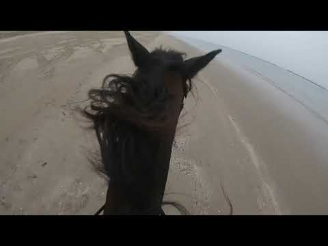 Roma e Luigina al galoppo sulla spiaggia