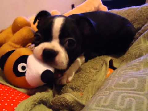 Os 2 primeiros meses da Baba Hashika