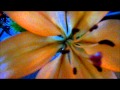 The Flowers by Regina Spektor Lyrics Video 