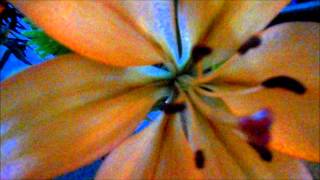 The Flowers by Regina Spektor Lyrics Video