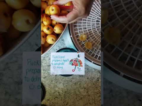 download lagu mp3 mp4 Dehydrating Loquats, download lagu Dehydrating Loquats gratis, unduh video klip Dehydrating Loquats