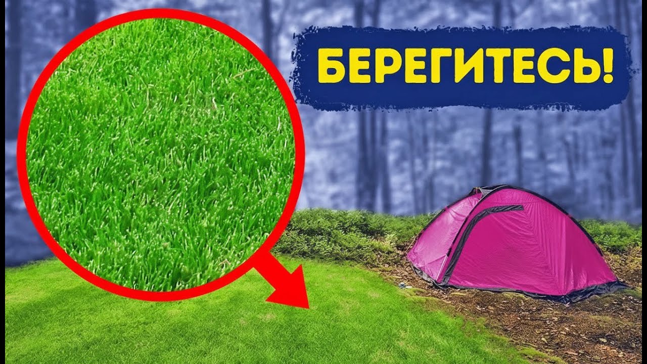 Никогда не заходите на эту зелёную поляну в лесу! Вот почему...
