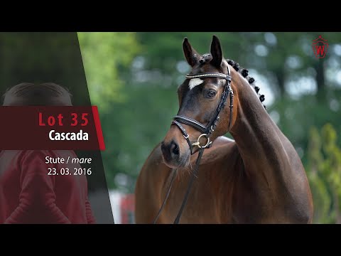 35 Cascada Stute v. FS Champion de Luxe - Dornik B