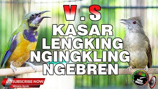 Download lagu CUCAK CUNGKOK FULL ISIAN MEWAH JERNIH VS KAPAS TEMBAK GACOR PANJANG HD, MASTERAN MURAI BATU TERBAIK mp3