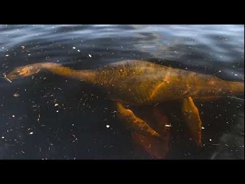 Submerged Animatronics to prove you have Submechanophobia | Over 70 pics! (Best compilation w/music)