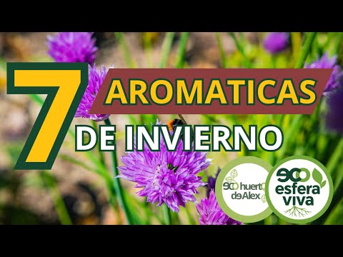 Winter Herbs: 7 Cold-Hardy Aromatics & Care Guide