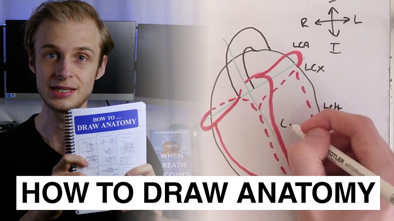How To Draw Anatomy (Review & Demo)