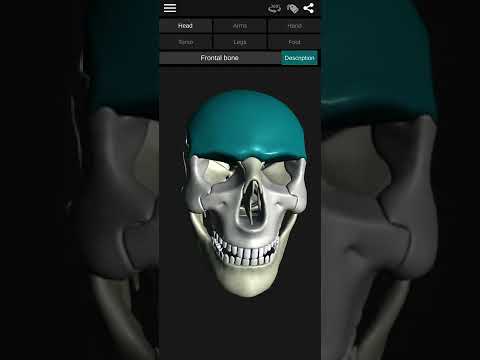 Osseous System in 3D (Anatomy) Video