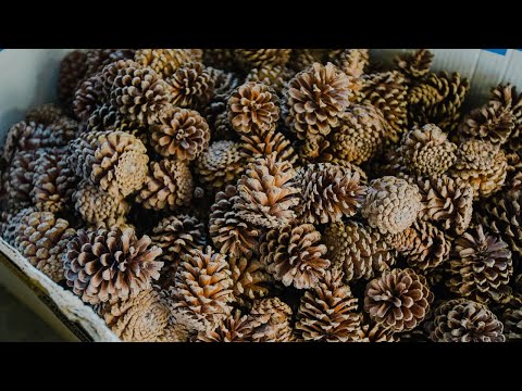 Breeding and Collecting Pinecones by The Truckload for Future Forests