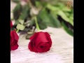 Immer in der Nähe: Rosen und Lilien
