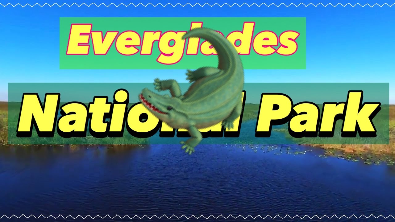 Drone Flies over Everglades Florida, USA National Park