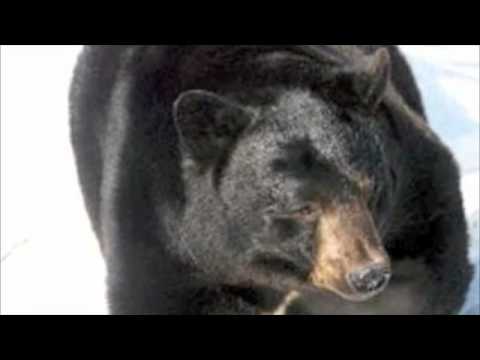 Dirt Off My Plane- Jay-Z vs. M.I.A- The Albino Polarbears