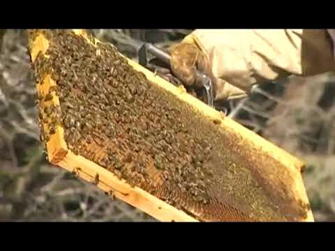 COLDIRETTI, PER COLPA DEL TEMPO PRODUZIONE DI MIELE COMPROMESSA