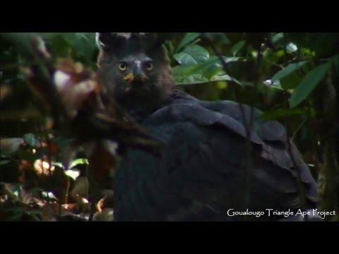 Crowned Hawk-Eagle eating Goualougo Triangle