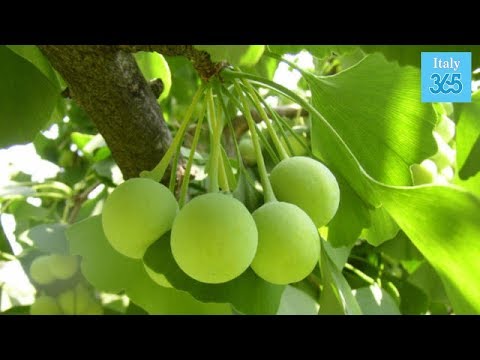 Soluzione per lugol da vermi Come ochist lappartamento da parassiti