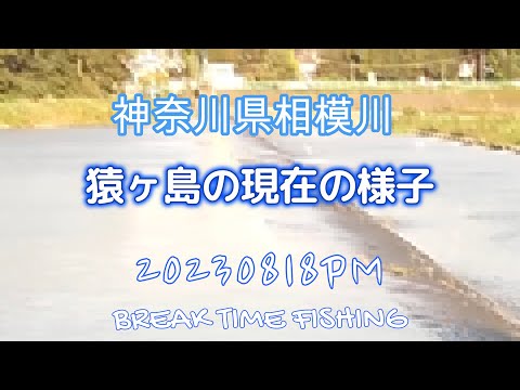 【相模川】20230818PM 猿ヶ島の現在の様子 #バス釣り #川スモール #おかっぱり