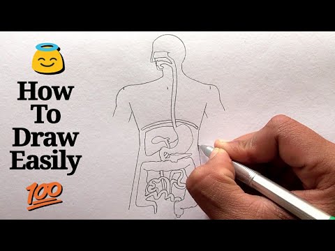 How to draw Human Digestive system step by step for beginners ! Video