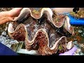 Japanese Street Food 100 GIANT CLAM Seafood Japan