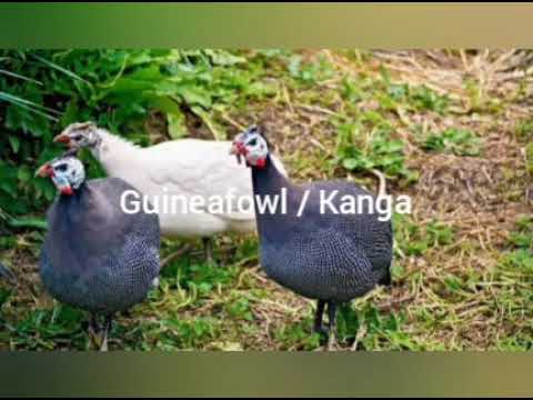 , title : 'Guineafowl (kanga) ,all about guineas: how to differentiate male and female, incubation period'