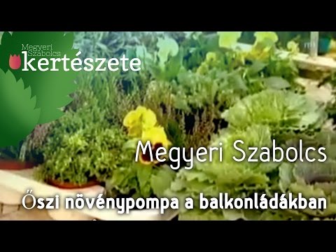 Őszi növénypompa a balkonládákban