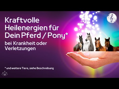 Heilenergien für Pferde | Immunsystem & Selbstheilungskräfte stärken | Krankes Pferd | Verletzungen