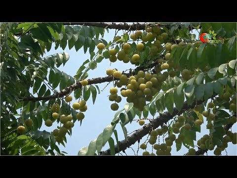 অরবরই(star gooseberry)- রয়েল ফল