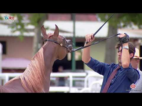 N 23 TCHAATA ALQUEZAR   2020 Vichy   Championnat de France du Cheval Arabe   Yearling Colts Champion