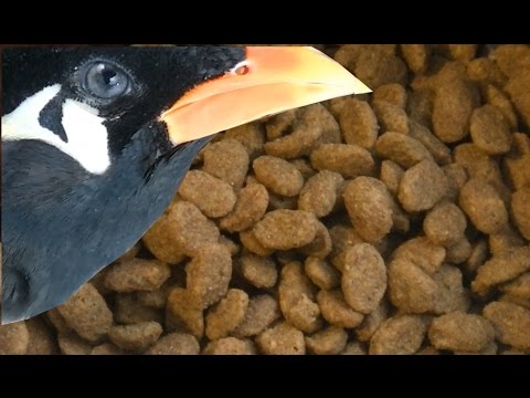 Mynah Birds - Feeding and Care