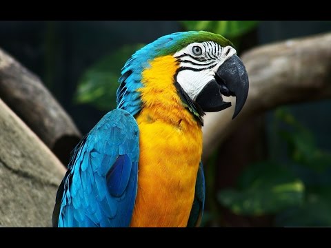 Days, Months, and Seasons in Portuguese /Dias,  Meses e  Estações