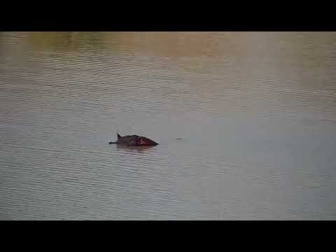 Djuma: Hippo with Terrapin on it's head - 15:22 - 09/08/2022