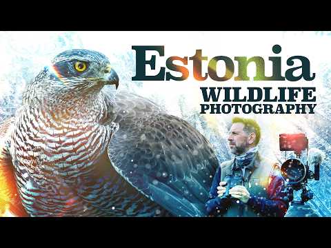 Wild Estonia: Three Days in the Ultimate Winter Photography Hide