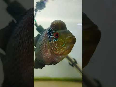 Flowerhorn #music #phonk #halloween #beats #typebeat #aquarium #fishcare #aquariam #shortfeed #fish