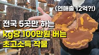 귀농 5년만에 상황버섯으로 일년에 6억 버는 방법