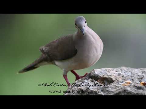 Leptotila verreauxi  WHITE-TIPPED DOVE compilation 3031204