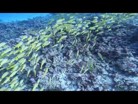 Videos del Robinson Noonu 5★ en Manadhoo, MaldivasVer MásVerPrecios20CerrarConsulta por Whatsapp 🇦🇷BookingTripadvisorExpediaAgodaTravelocityOrbitzPricelineTripSkyscannerDespegarKayakHotelesDestiniaTrivagoAlmundoLastminuteHotwireCheapticketsTuiWotif