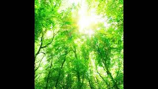 Cover art for Sanctuary