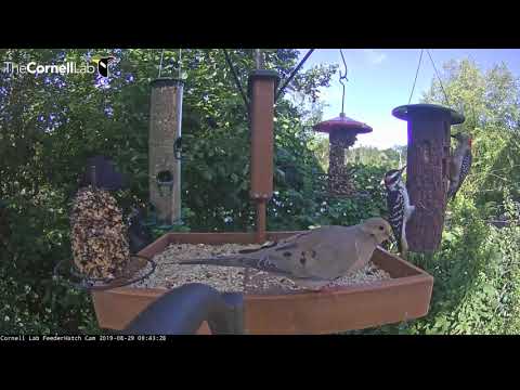 Woodpecker Bookend Suet Log Feeder On Cornell Lab FeederWatch Cam – Aug. 29, 2019