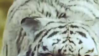 Download lagu Story' WhatsApp macan putih mp3 Download lagu Story' WhatsApp macan putih mp3