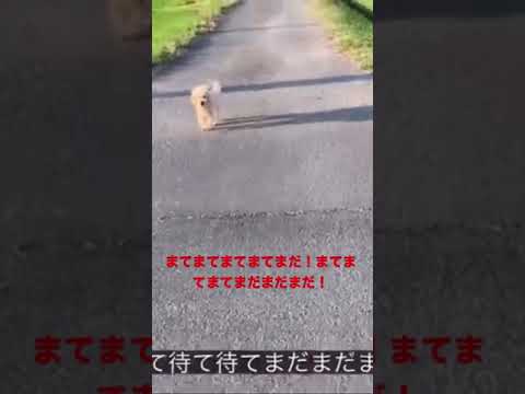 こども学科 ハチのフライング動画（バズり待ち😁）