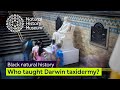Untold Stories Who Taught Darwin Taxidermy Black Natural History