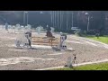 Hongre 14 ans amateur élite