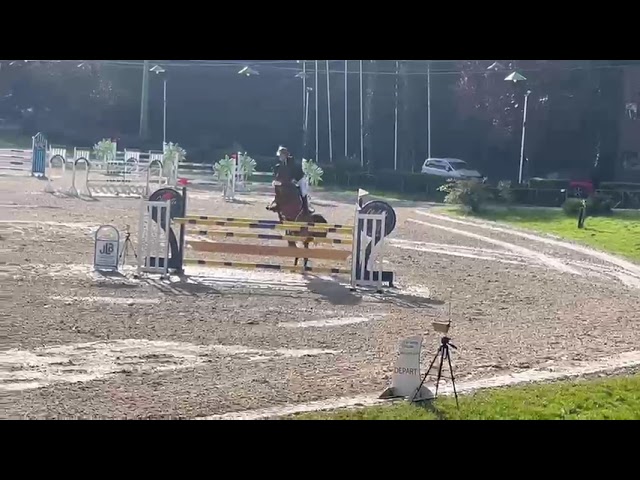 Hongre 14 ans  amateur &eacute;lite 