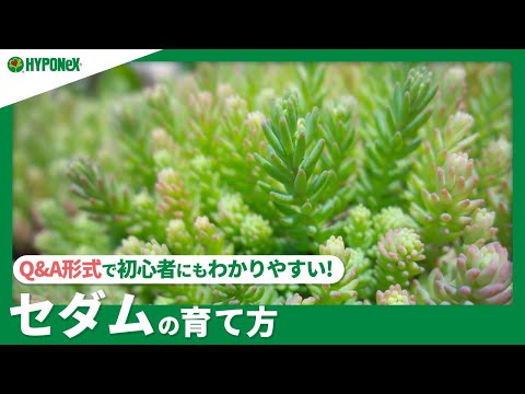 屋外の多肉植物、メンテナンスフリー、育てやすい、初心者の庭師、過酷な条件