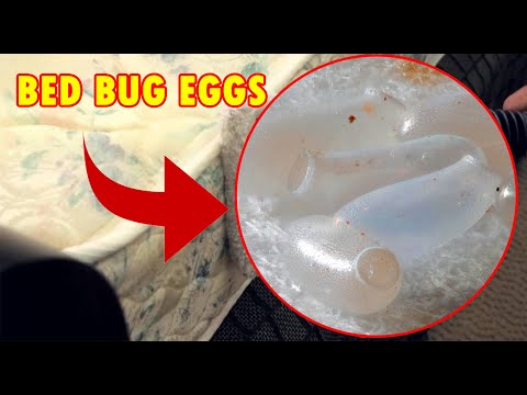 YouTube video about: How big do bed bug eggs typically get?