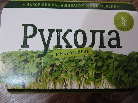 тестирую набор для выращивания микрозелени