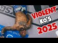 The Most VIOLENT MMA KNOCKOUTS Of 2025