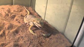 Feeding my Bearded Dragon an Anole Lizard